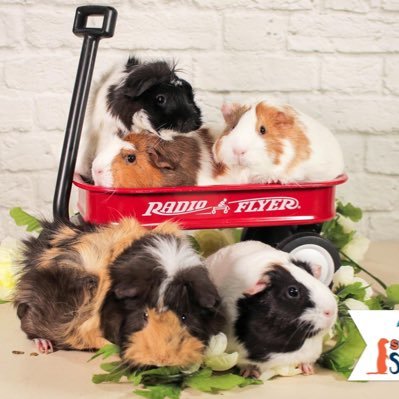 just five piggies living their life to the fullest ❤️ we love running around and eating veggies 🥰