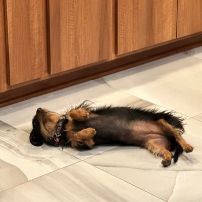 teridragonetti's profile picture. spectator of life, retired air traffic controller and fluent in sarcasm