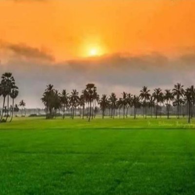 SunnyBP1984's profile picture. 