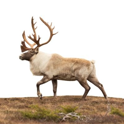 We are a network of people across Newfoundland and Labrador who are working together to ensure lands and waters are managed in a more sustainable way. Join us!