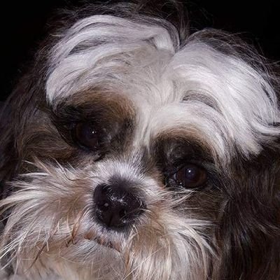 jamibostic's profile picture. Higher-powered. long-term recovery. Let go or be dragged. Love is a four-legged word. Clemson Tiger! NC🔄SC🧡💜🐅🏈🐅💜🧡