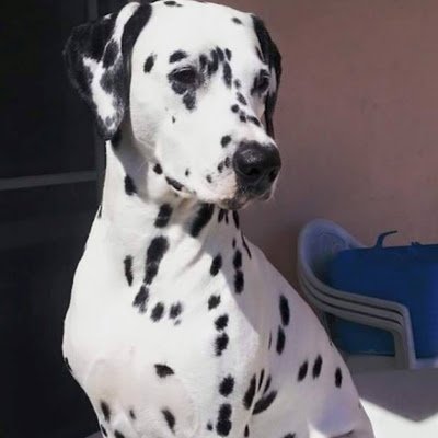 piacentemaria3's profile picture. 