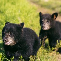 Baylor Bear Habitat(@bubearhabitat) 's Twitter Profile Photo