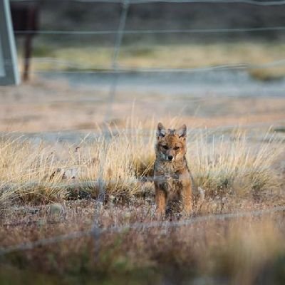 Animalito perjudicial