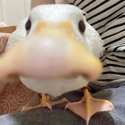 ttintedd's profile picture. 