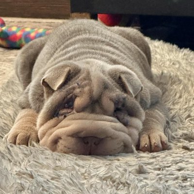 PumpkinEscobar0's profile picture. Unfiltered, you have been warned. 
Semper Fidelis. 25 years USMC. 2A. All gun laws are infringements. No crypto. No DMs.