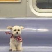 DaveCraddock8's profile picture. Reader of books...💙Save the NHS and make sure our society is fair for all