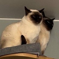 Матерь котья (@valeriya_410) 's Twitter Profile