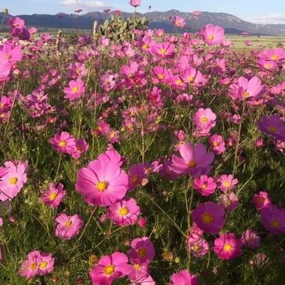 MarMaritaHer23's profile picture. 