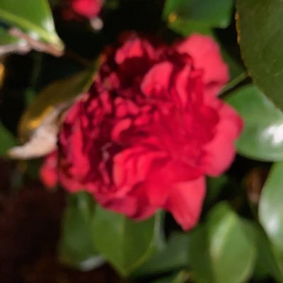 LakesideLady777's profile picture. Trust Trump!