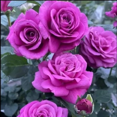 Rafizaflor's profile picture. My love for you it is infinite, never forget that.🌻🌹😉❤💜💖🎶