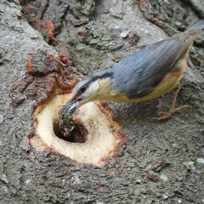 Naturazale eta txorizale.
Natura eta hegaztien interesa baduzue jarraitu.