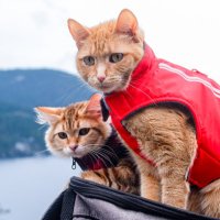 Bubbles and Toni (@vancity_bubbles) 's Twitter Profile Photo Bubbles and Toni (@vancity_bubbles) 's Twitter Profile Photo