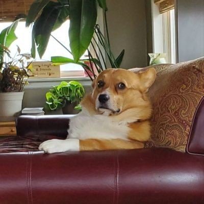 dekegigo65482's profile picture. 