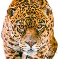 Kev 🏴 🌻Κηβιν 🐆 (@newgoldsdream) 's Twitter Profile
