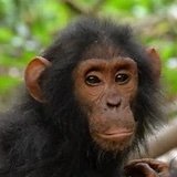 Anthropology Primatology at Emory (@apesemory) 's Twitter Profile Photo Anthropology Primatology at Emory (@apesemory) 's Twitter Profile Photo