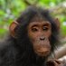 Anthropology Primatology at Emory (@apesemory) Twitter profile photo Anthropology Primatology at Emory (@apesemory) Twitter profile photo