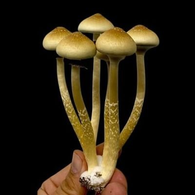 Perfil criado para estudo e informação sobre os psilocybe cubensis mais conhecidos como os cogus magicos.
