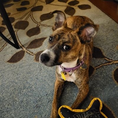 c2015_rafael's profile picture. Independent turned Democrat against discrimination/bigotry #RESIST #BLM 🌈Ginger.