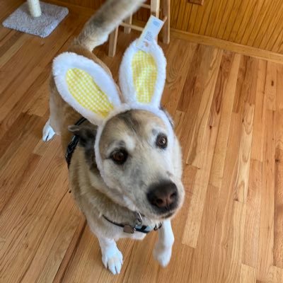 pinaabo06's profile picture. 