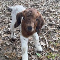 Kathy Joye (@kathy_joye) 's Twitter Profile