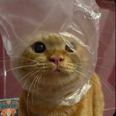 Littlechikz's profile picture. Cats mom 🐈‍⬛️