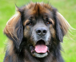 kappazeta70's profile picture. 