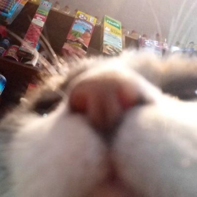 Roll8d6's profile picture. She/Her or They/Them || #TransRightsAreHumanRights || Main: @KomfyKiwi || idk shit's fucked, ain't it?