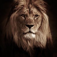 Joseph (@joseph_james24) 's Twitter Profile
