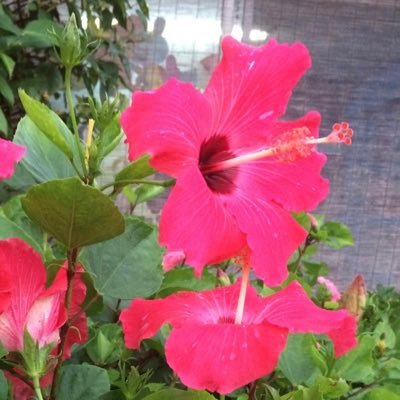 hibiscus_32 Profile Picture
