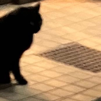 crinvaux's profile picture. 