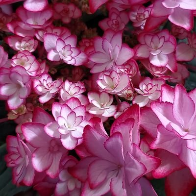 rururur39584288's profile picture. shinee、bts、nct、astro、exo、seventeen、他