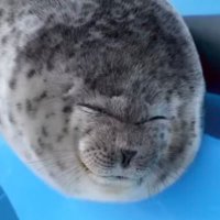たこやきまん🐙 (@dtxssl) 's Twitter Profile
