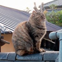 さっとん (@stsm518_22kk) Twitter profile photo