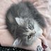 🐈⬛ (@satancallmemama) Twitter profile photo 🐈⬛ (@satancallmemama) Twitter profile photo