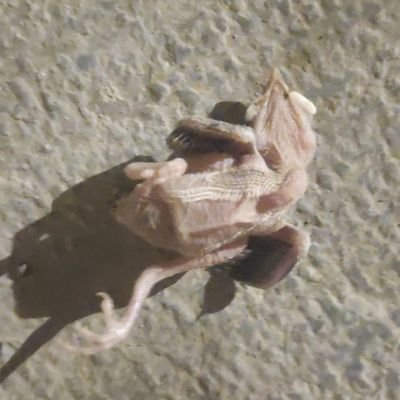 killmereyy's profile picture. flakka zombie