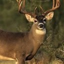 Caleb Davison - @cdavison09 - Twitter