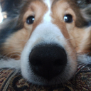 David Vachon - @DumbestGuyV - Twitter