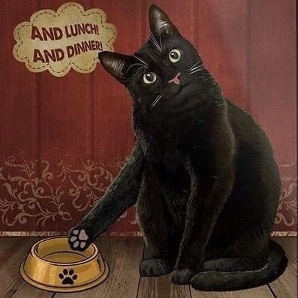 LoveTsbbw's profile picture. I❤️Shemale​BBW​