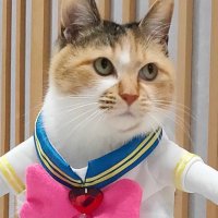 猫kawa (@kawa13923910) 's Twitter Profile Photo 猫kawa (@kawa13923910) 's Twitter Profile Photo