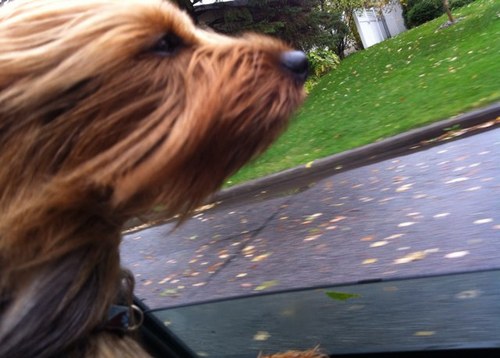 szholowanky's profile picture. For those fascinated with progress in animal cognition, training and culture, I'll curate this Twitter feed to promote current topics in pet/human relationships