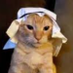 halalcat (@halaicat) Twitter profile photo halalcat (@halaicat) Twitter profile photo