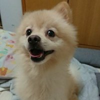 ポメくぅ (@shirokuma_pome9) 's Twitter Profile