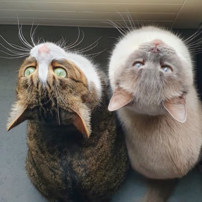 2 süße Katzen die ihr Leben auf Twitter teilen 😻😻