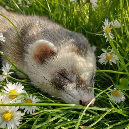 Love animals, ferretmom to Bobo, Orion & Phoenix #ferrets #unityconsciousness #oneness #energyworker No business DMs pls