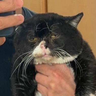 chaya_amp's profile picture. 