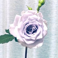 金魚術 (@kingyojyutsu_mi) 's Twitter Profile Photo