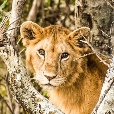 NikolaosG's profile picture. 