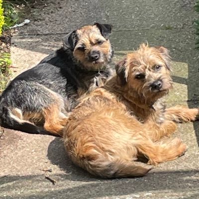 Two mischievous BT’s based in Derby. Recently anointed into the #btposse by Judge Jeff😁