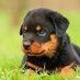 ROTTWEILER LOVERS (@ROTTWEILERLOV12) Twitter profile photo